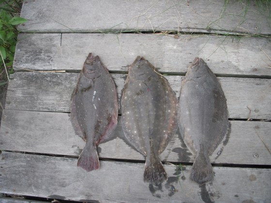 flounder 043