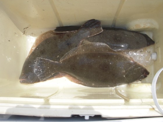 flounder 081