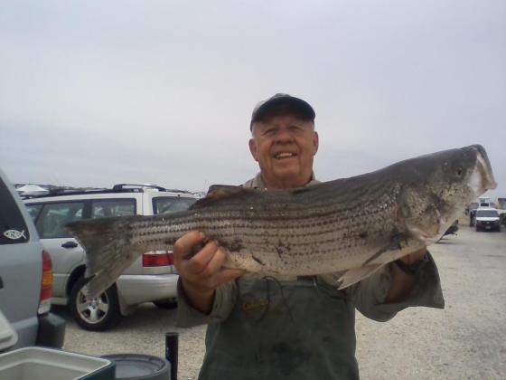 Jack caught this 34" striped bass on his fly rod.He was fishing in the back bay.