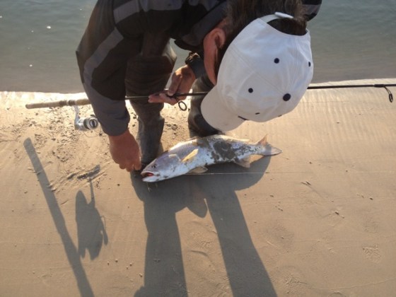 Bill with one of his many 2014 weakfish.
