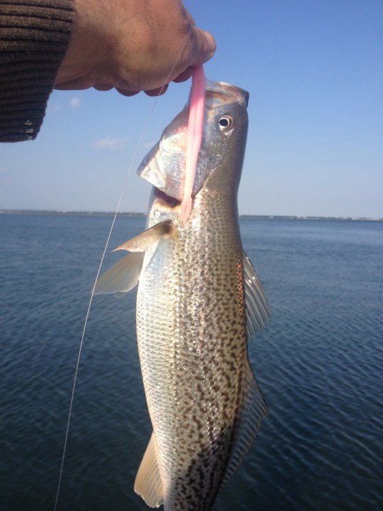 One of a few I caught today