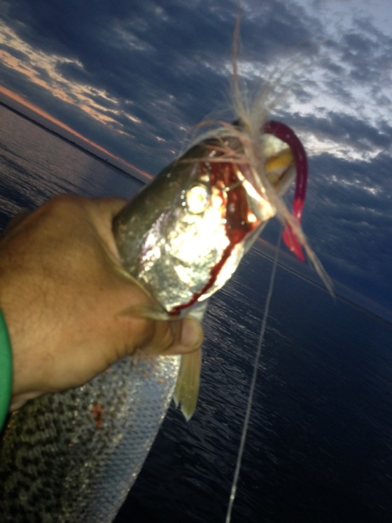 First weakfish of the morning