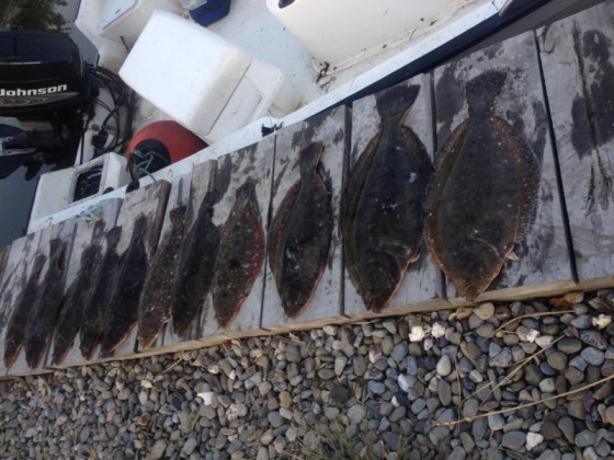 Just a couple of years ago a limit back bay summer flounder catch was common.