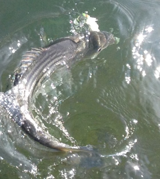 A hot" summer striper bite