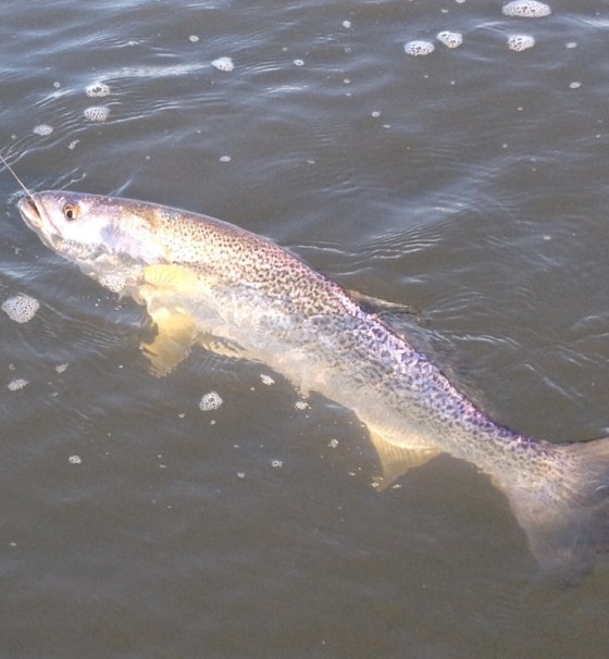I released this tide runner weakfish  during the summer of 2014. Hoping to find him this spring.