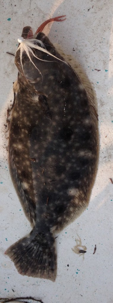 August back bay keeper summer flounder