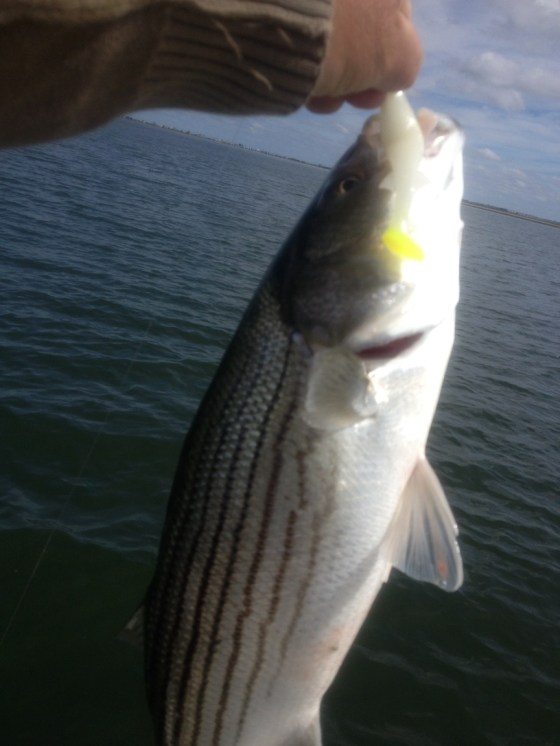  Afternoon striper 9-30-2014