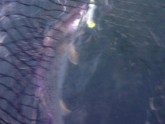 The author gets a picture, before he release this weakfish.