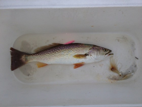 A beautiful late summer  weakfish.   