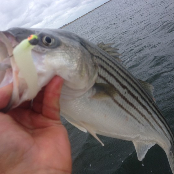 This striper made some drag screaming runs , that included pulling the  skiff.  