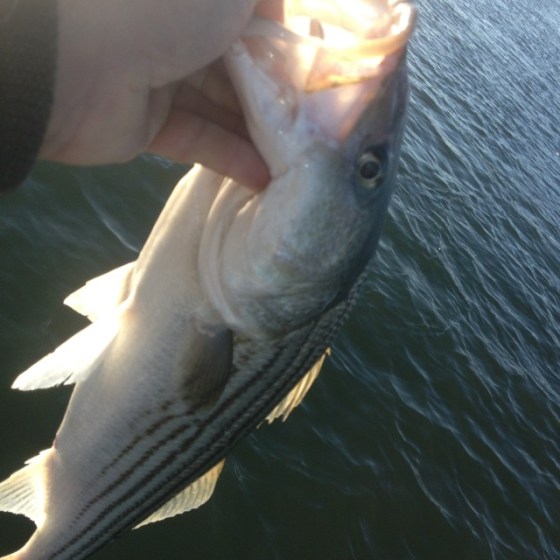 29" striped bass 