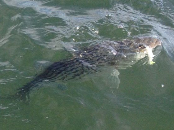 One of today's striped bass, at the end of the fight.
