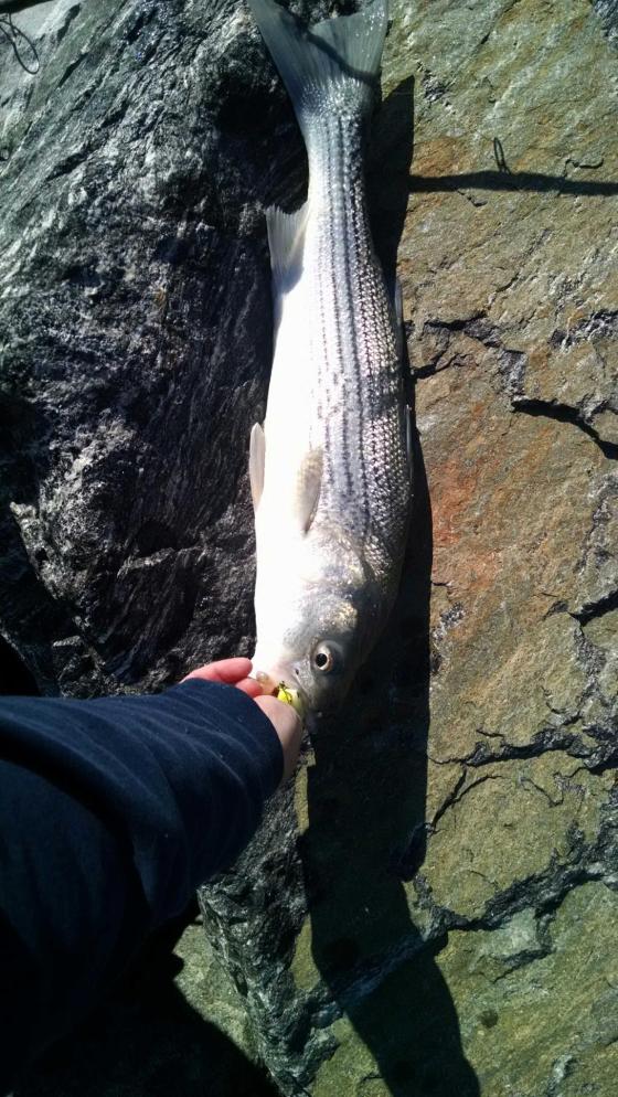 Chip Gruff  worked the rocks for this striped bass. 