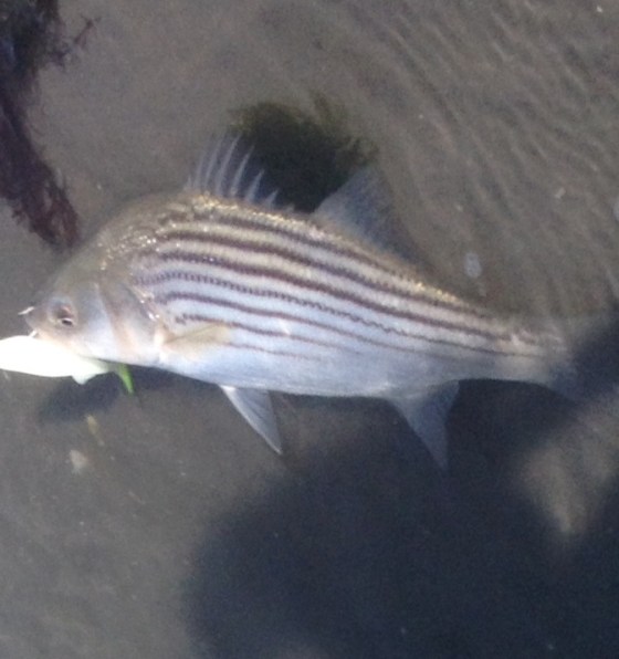A Striped bass I caught while targeting speckled trout. 
