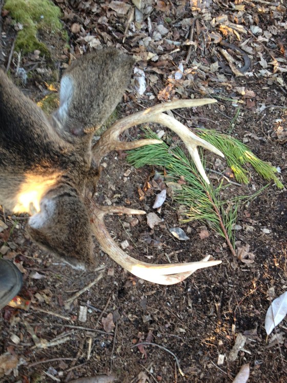 Late season NJ Pinelands buck