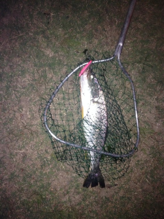 Bill found the lure they wanted. He was the only one to catch, yesterday evening.