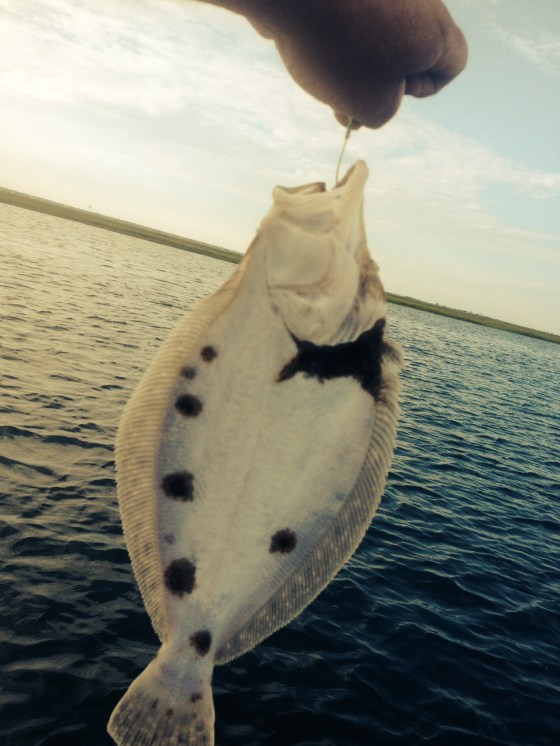I also caught my annual funny looking summer flounder .