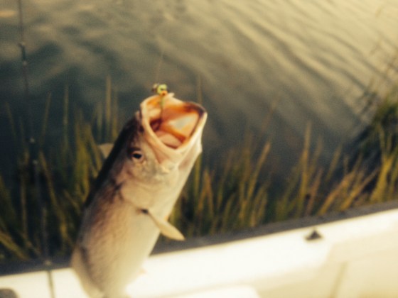 One today's weakfish , caught during the daytime tide. 