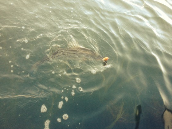 I spotted this striper feeding in just a couple feet of 75 degree water.