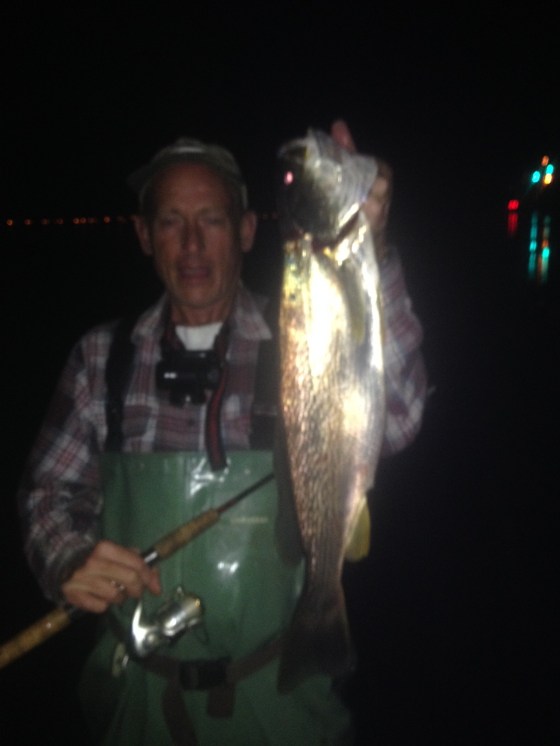 Ed Tiese holds up a summer tide-runner weakfish. for a picture . Ed's is among the top weakfish experts in the USA, 