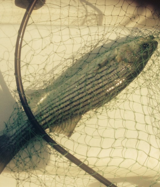 One of today's striped bass 