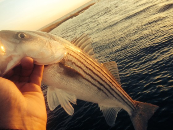 A beautiful summer like , October afternoon on the water. Coupled with a good Striped bass bite. 