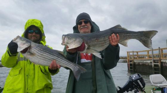 Charle and Chip Gruff had no trouble finding these keeper striped bass today. 