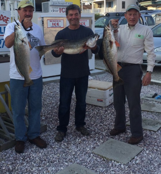 The 3 largest weakfish caught  on the east coast in 2016.  Bill Collins (10.66), Ken Mcdermott (11.70) and Ed Teise (10+).  Ed and bill, are also listed, as top 10 east coast Anglers. In the Fishermen Magazine's tournament. 