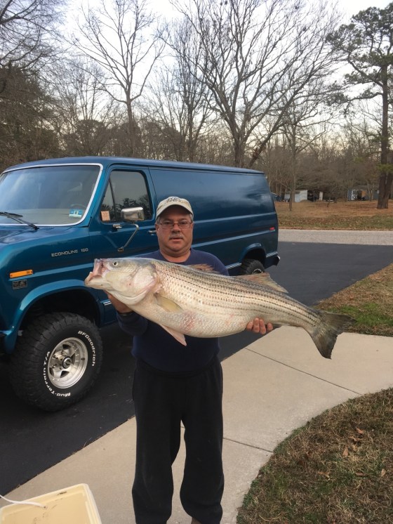 Cj Polhamus  with a fat, Cape May County Striped Bass . December, 5  2016